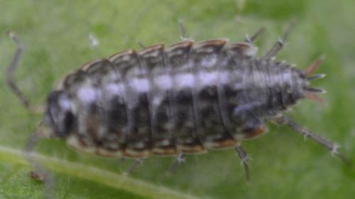 Philoscia muscorum